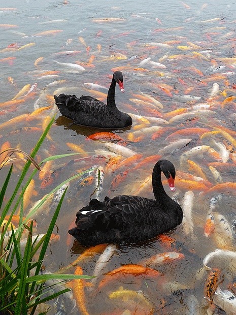 Photo:  Black swans 02